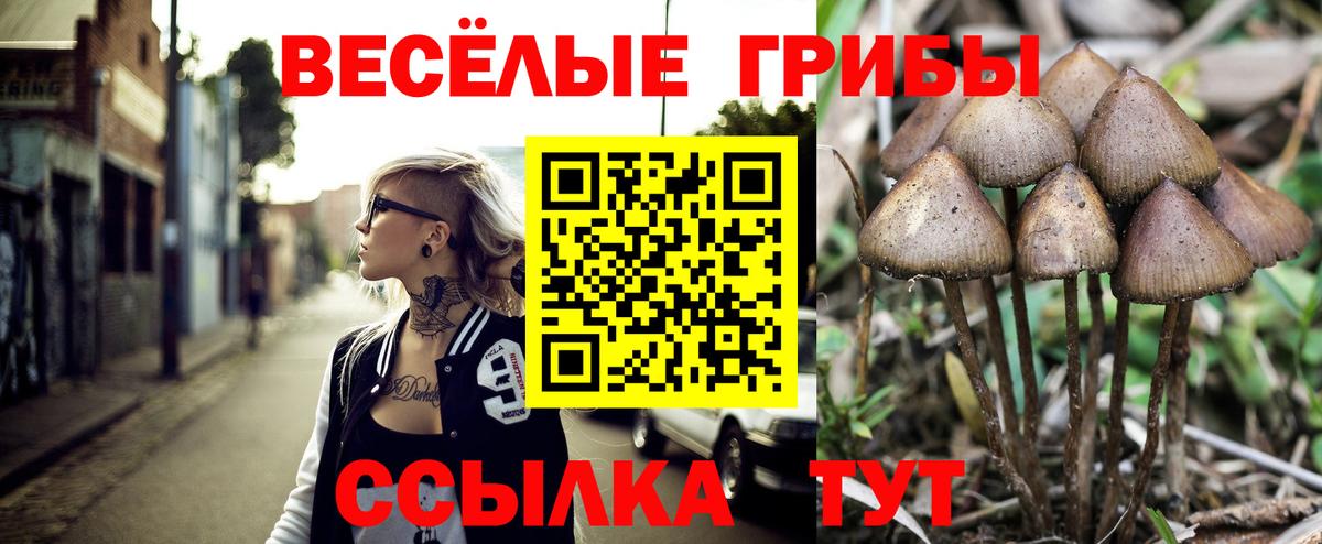 Псилоцибиновые грибы Psilocybine cubensis Нововоронеж